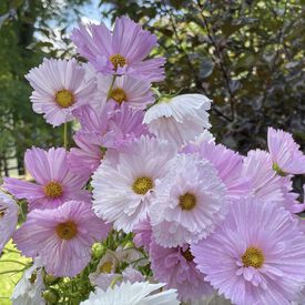 Cupcakes Blush, Cosmo Seeds